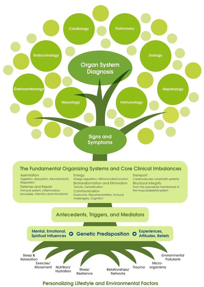 Funtional medicine tree explained